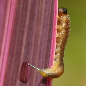 Pterygophorus sp. (genus) at Braemar, NSW - 8 Feb 2023