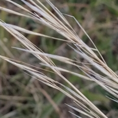 Austrostipa (genus) (A Corkscrew Grass) at Fadden, ACT - 9 Feb 2023 by KumikoCallaway
