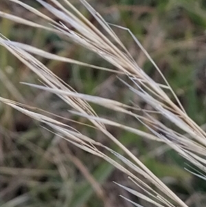 Austrostipa sp. at Fadden, ACT - 9 Feb 2023 07:31 PM