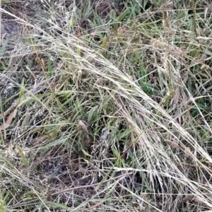 Austrostipa sp. at Fadden, ACT - 9 Feb 2023 07:31 PM