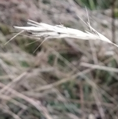 Rytidosperma sp. (Wallaby Grass) at Fadden, ACT - 9 Feb 2023 by KumikoCallaway