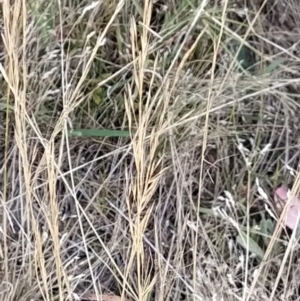 Austrostipa sp. at Fadden, ACT - 9 Feb 2023 07:32 PM