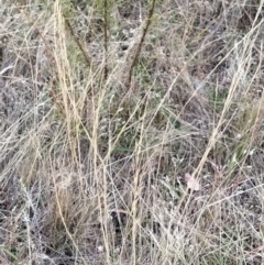 Austrostipa sp. at Fadden, ACT - 9 Feb 2023 07:32 PM