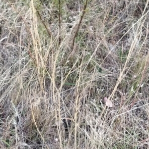 Austrostipa sp. at Fadden, ACT - 9 Feb 2023