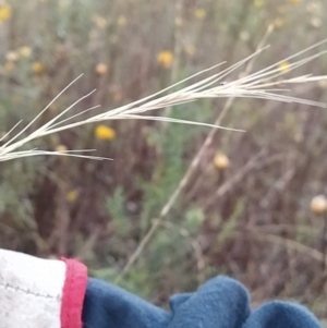 Anthosachne scabra at Fadden, ACT - 9 Feb 2023