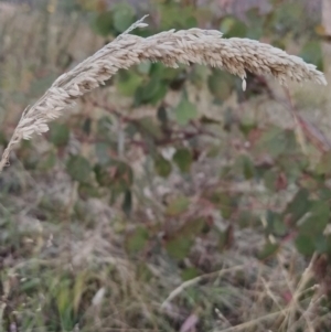 Holcus lanatus at Fadden, ACT - 9 Feb 2023 07:35 PM