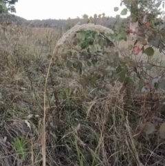 Holcus lanatus at Fadden, ACT - 9 Feb 2023 07:35 PM