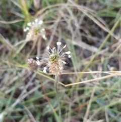 Plantago lanceolata (Ribwort Plantain, Lamb's Tongues) at Fadden, ACT - 9 Feb 2023 by KumikoCallaway