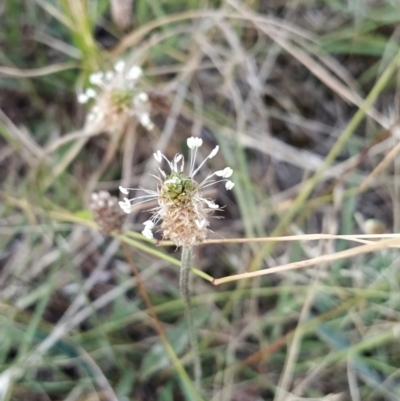 Plantago lanceolata (Ribwort Plantain, Lamb's Tongues) at Wanniassa Hill - 9 Feb 2023 by KumikoCallaway