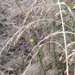 Lolium arundinaceum at Fadden, ACT - 9 Feb 2023