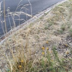 Lolium arundinaceum at Fadden, ACT - 9 Feb 2023 07:38 PM