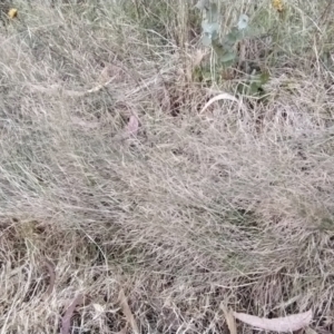 Agrostis capillaris at Wanniassa Hill - 9 Feb 2023