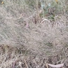 Unidentified Grass at Fadden, ACT - 9 Feb 2023 by KumikoCallaway