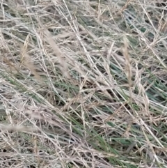 Agrostis capillaris at Wanniassa Hill - 9 Feb 2023 07:40 PM