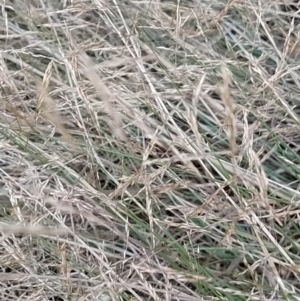 Agrostis capillaris at Wanniassa Hill - 9 Feb 2023