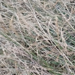 Agrostis capillaris at Wanniassa Hill - 9 Feb 2023