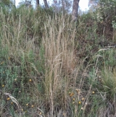 Rytidosperma pallidum (Red-anther Wallaby Grass) at Wanniassa Hill - 9 Feb 2023 by KumikoCallaway