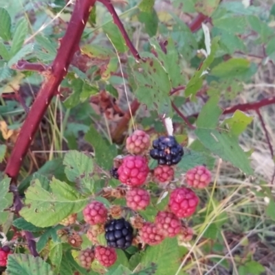 Rubus anglocandicans (Blackberry) at Fadden, ACT - 9 Feb 2023 by KumikoCallaway