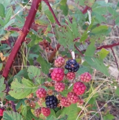 Rubus anglocandicans (Blackberry) at Wanniassa Hill - 9 Feb 2023 by KumikoCallaway