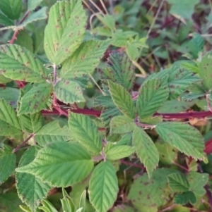 Rubus anglocandicans at Fadden, ACT - 10 Feb 2023