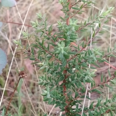 Leucopogon fletcheri subsp. brevisepalus (Twin Flower Beard-Heath) at Wanniassa Hill - 9 Feb 2023 by KumikoCallaway