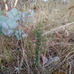 Leucopogon fletcheri subsp. brevisepalus at Fadden, ACT - 10 Feb 2023