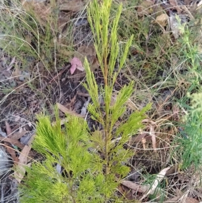 Exocarpos cupressiformis (Cherry Ballart) at Fadden, ACT - 10 Feb 2023 by KumikoCallaway