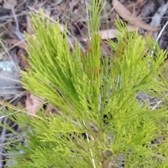 Exocarpos cupressiformis at Fadden, ACT - 10 Feb 2023