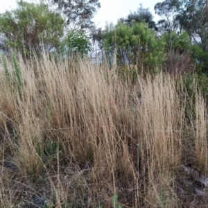 Austrostipa sp. at Fadden, ACT - 10 Feb 2023