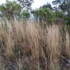 Austrostipa sp. (A Corkscrew Grass) at Fadden, ACT - 9 Feb 2023 by KumikoCallaway