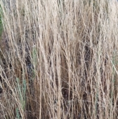 Austrostipa sp. at Fadden, ACT - 10 Feb 2023