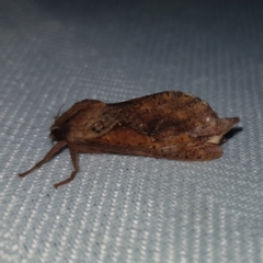 Elhamma australasiae (A Swift or Ghost moth (Hepialidae)) at Kambah, ACT - 9 Feb 2023 by MatthewFrawley