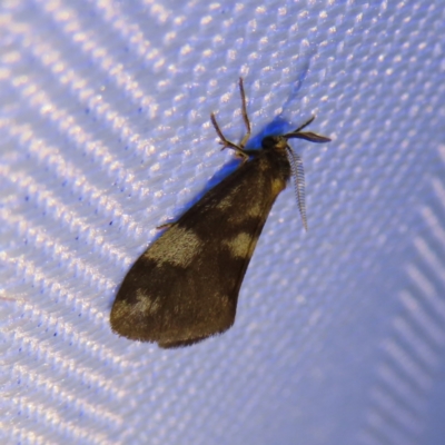 Anestia (genus) (A tiger moth) at Kambah, ACT - 9 Feb 2023 by MatthewFrawley