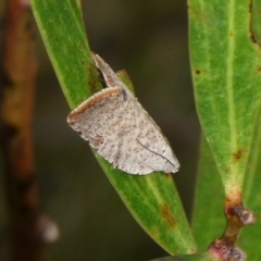 Anisogona notoplaga (A Tortricid moth) at QPRC LGA - 9 Feb 2023 by arjay
