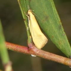 Telocharacta metachroa (A concealer moth) at Charleys Forest, NSW - 9 Feb 2023 by arjay