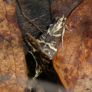 Scoparia spelaea at Charleys Forest, NSW - 9 Feb 2023