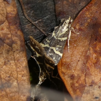 Scoparia spelaea (a Crambid moth) at Charleys Forest, NSW - 9 Feb 2023 by arjay