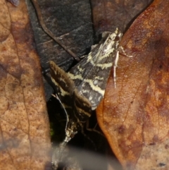 Scoparia spelaea (a Crambid moth) at Charleys Forest, NSW - 9 Feb 2023 by arjay