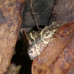 Scoparia spelaea at Charleys Forest, NSW - suppressed