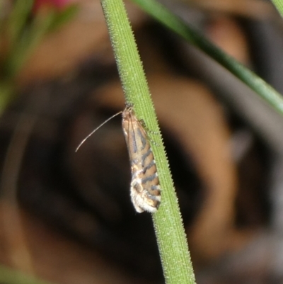 Glyphipterix (genus) (A sedge moth) at Charleys Forest, NSW - 9 Feb 2023 by arjay