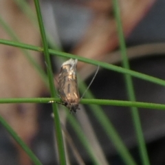 Glyphipterix (genus) at Charleys Forest, NSW - 9 Feb 2023