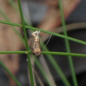 Glyphipterix (genus) at Charleys Forest, NSW - 9 Feb 2023
