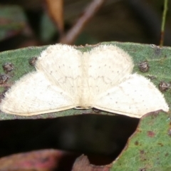 Scopula optivata (Varied Wave) at Charleys Forest, NSW - 9 Feb 2023 by arjay