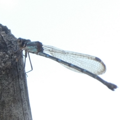 Austrolestes leda (Wandering Ringtail) at Mongarlowe River - 9 Feb 2023 by arjay