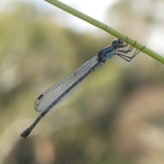 Austrolestes leda at Charleys Forest, NSW - 9 Feb 2023