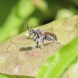 Megachile (Eutricharaea) sp. (genus & subgenus) at Woonona, NSW - 1 Feb 2023 02:25 PM