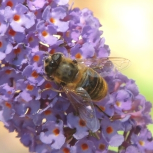 Eristalis tenax at Conder, ACT - 24 Dec 2022