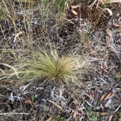 Nassella trichotoma (Serrated Tussock) at The Fair, Watson - 9 Feb 2023 by waltraud