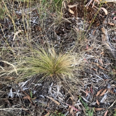 Nassella trichotoma (Serrated Tussock) at The Fair, Watson - 9 Feb 2023 by waltraud