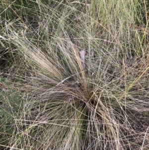 Nassella trichotoma at Watson, ACT - 9 Feb 2023